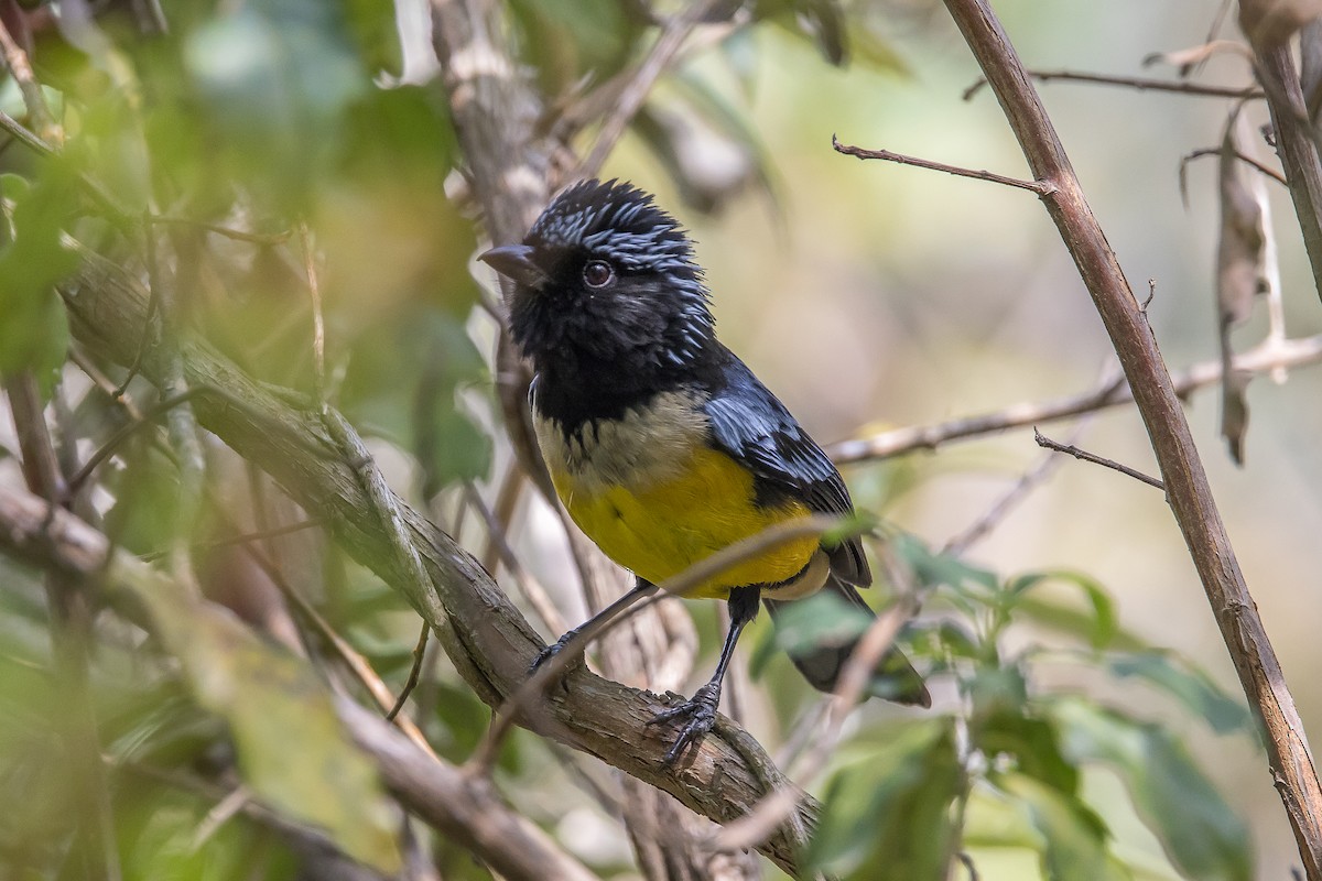Buff-breasted Mountain Tanager - ML617146041