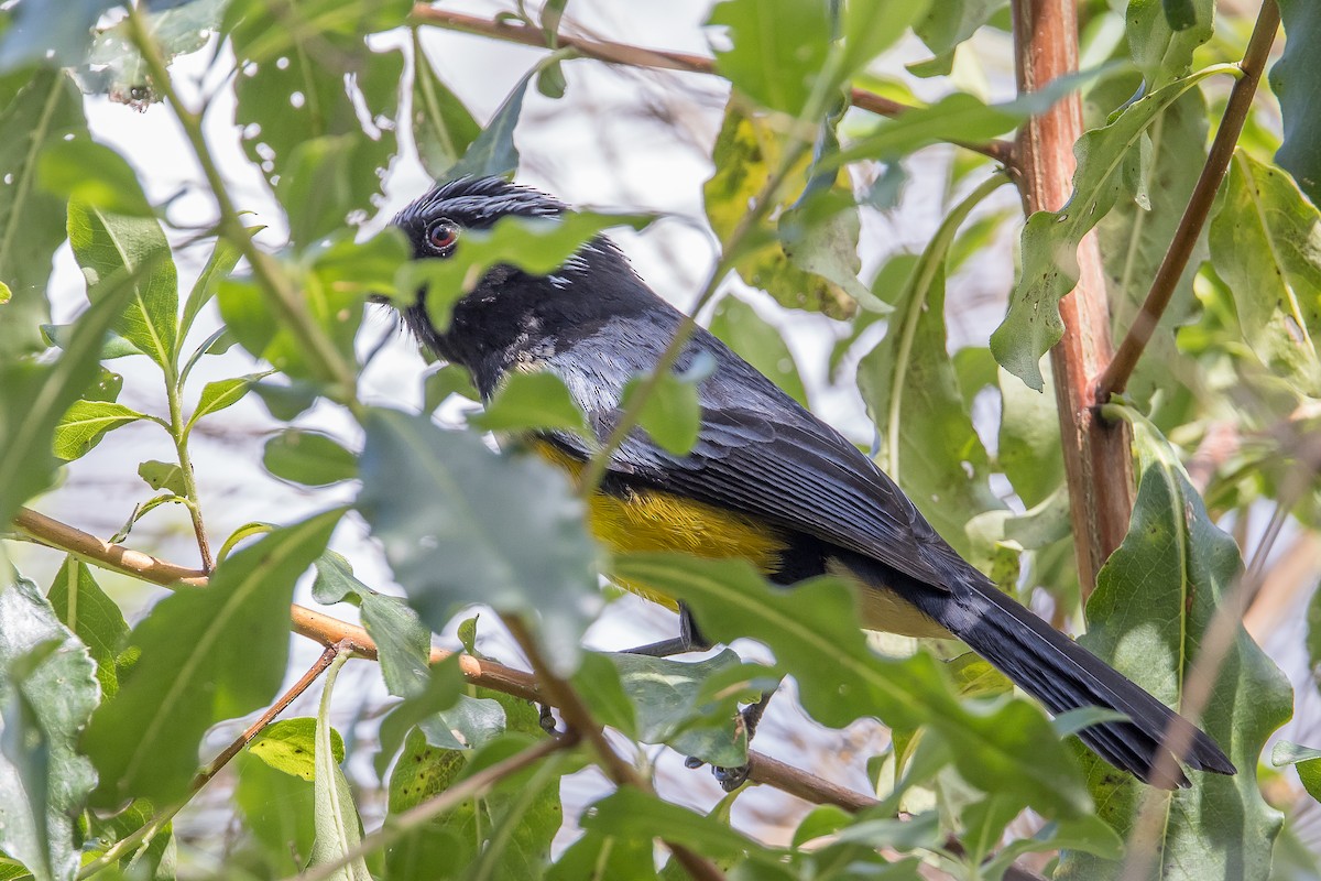 Buff-breasted Mountain Tanager - ML617146049