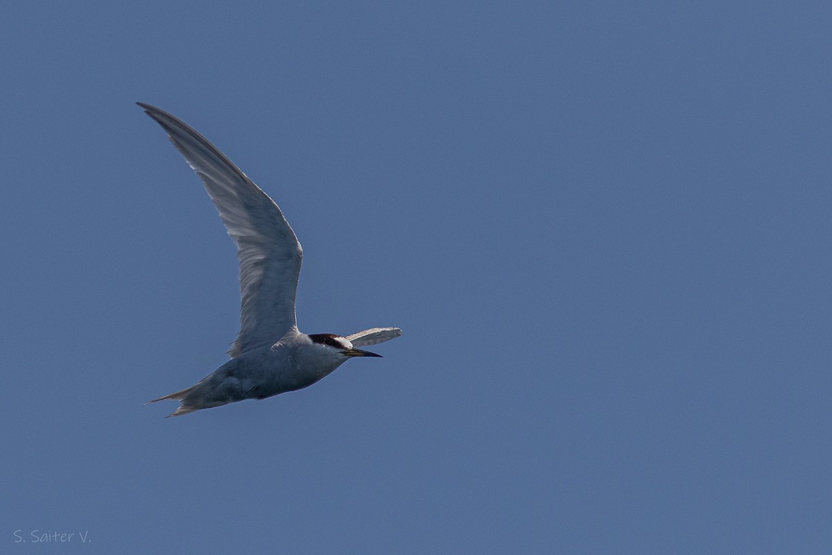 Peruvian Tern - ML617146088
