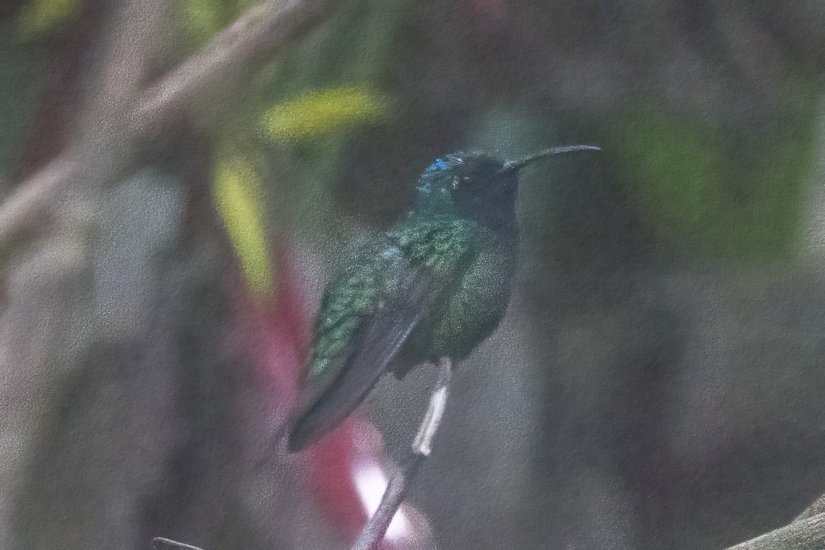 kolibřík azurovoprsý - ML617146247