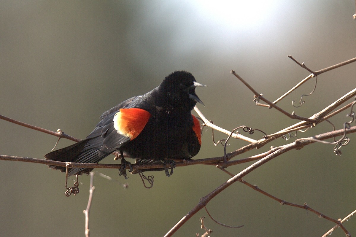 Red-winged Blackbird - ML617146286