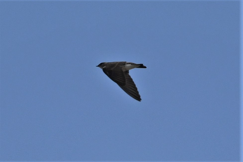 Northern Rough-winged Swallow - ML617146301