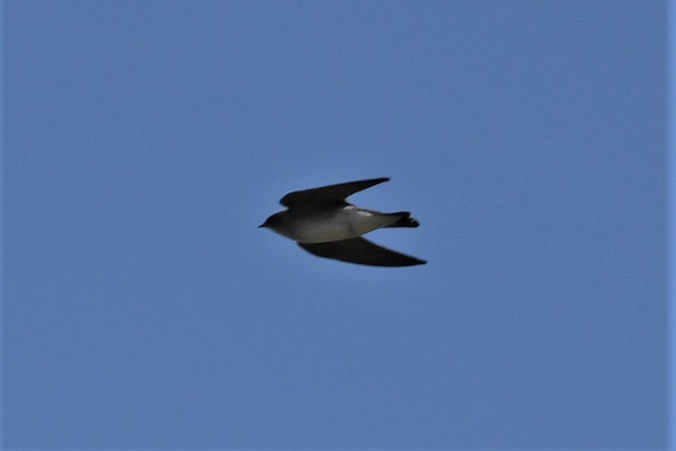 Northern Rough-winged Swallow - Mark Miller