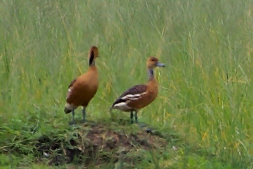 Fulvous Whistling-Duck - ML617146330