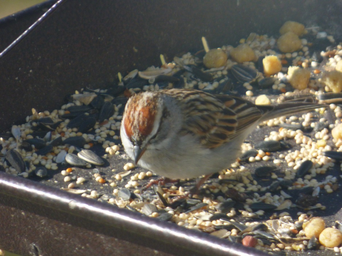Chipping Sparrow - ML617146337