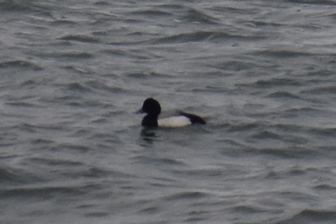 Greater Scaup - ML617146365