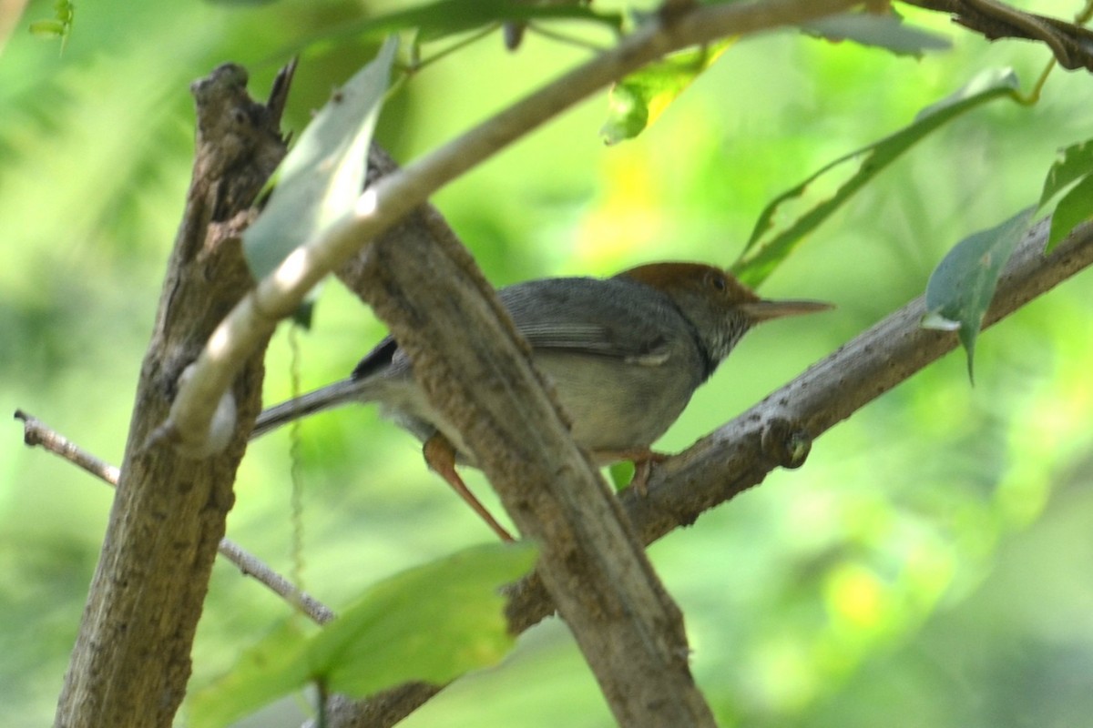 Cambodian Tailorbird - ML617146470