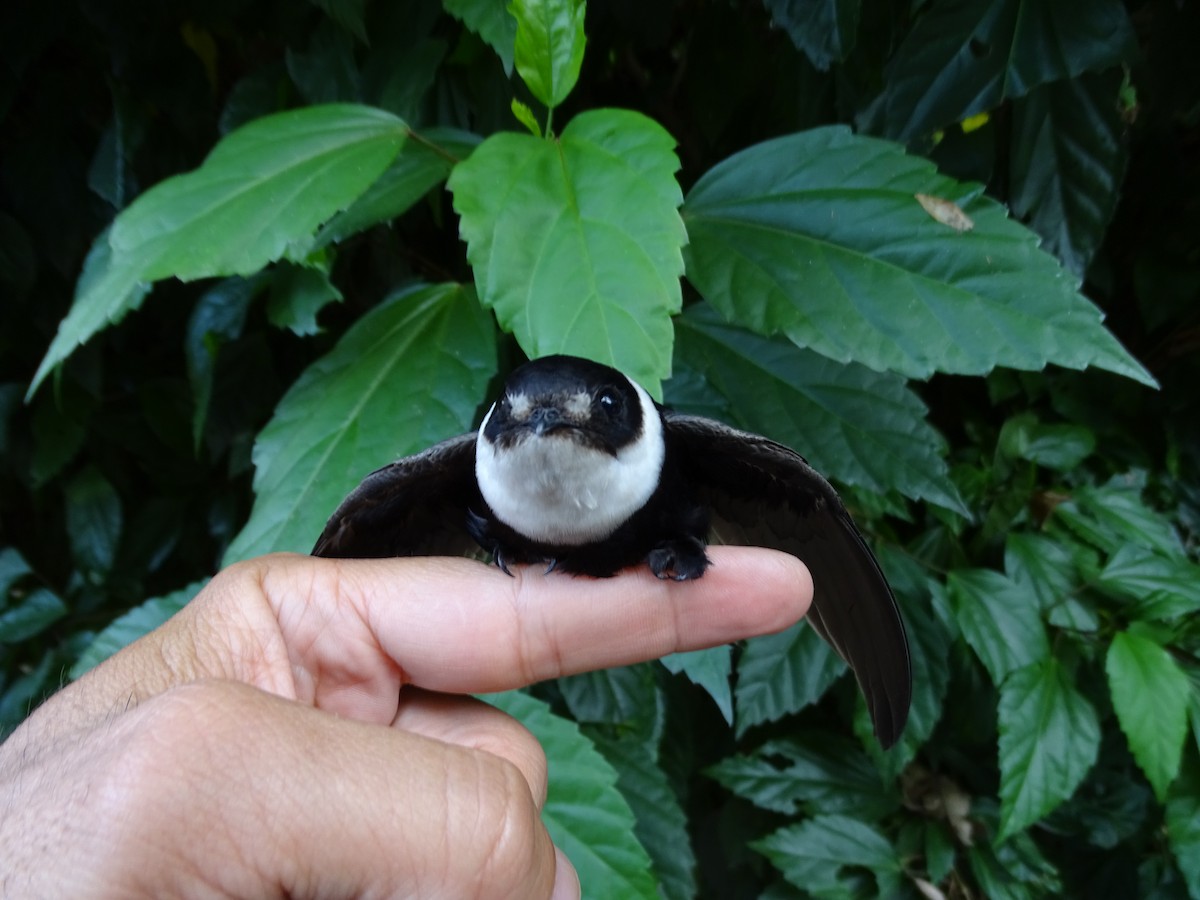 Lesser Swallow-tailed Swift - ML617146484