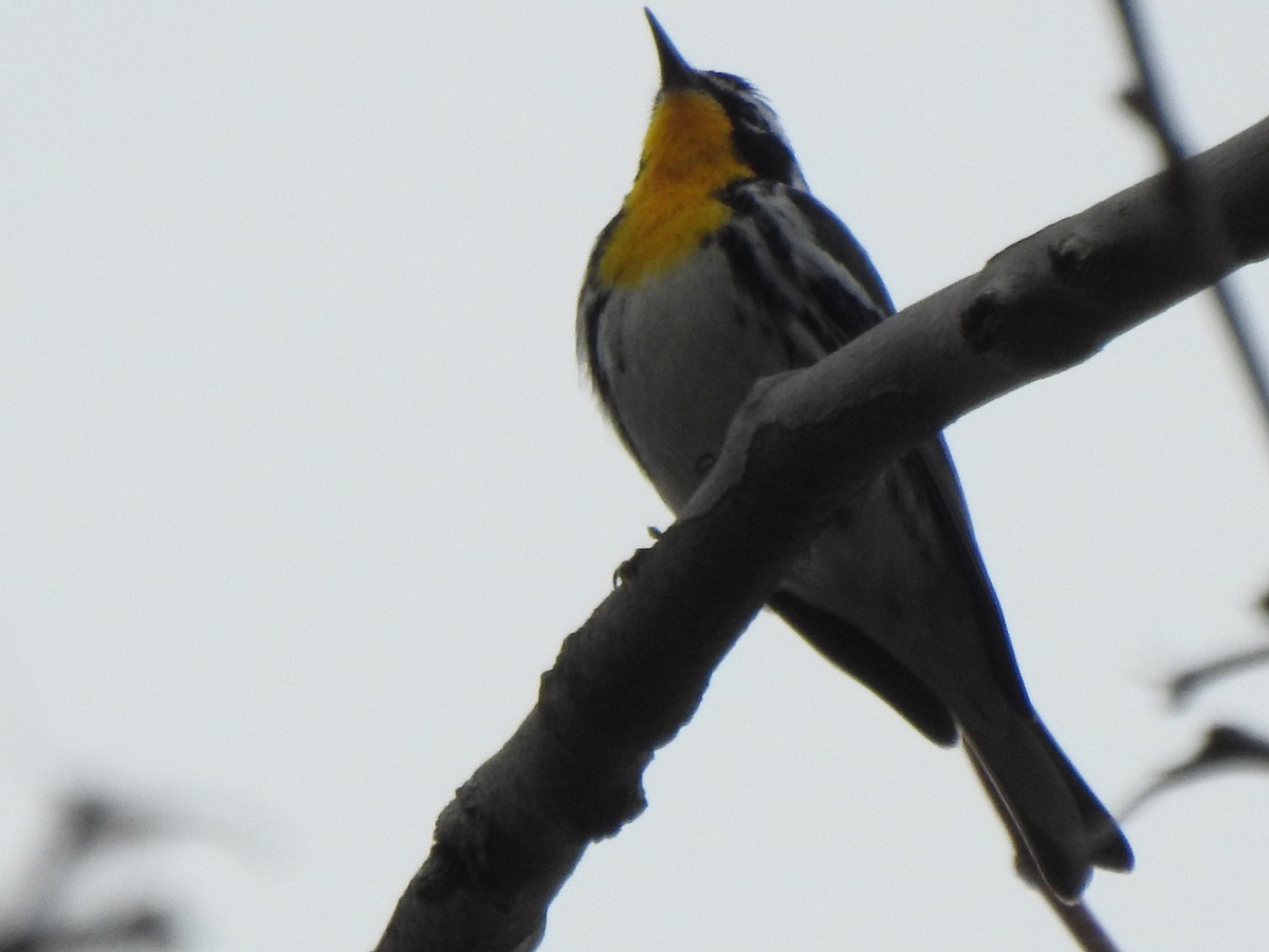 Yellow-throated Warbler - ML617146596