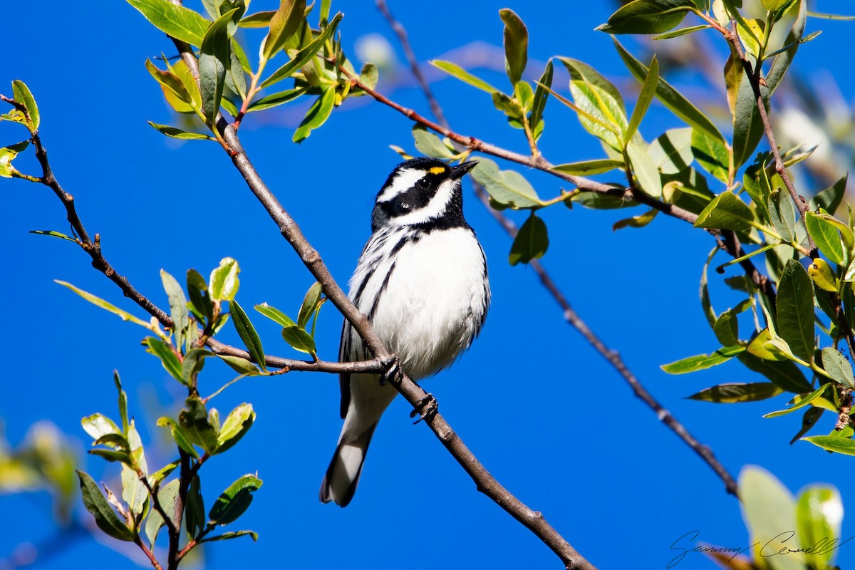 eBird Checklist - 9 Apr 2024 - Matilija Riparian and Lake - 44 species ...