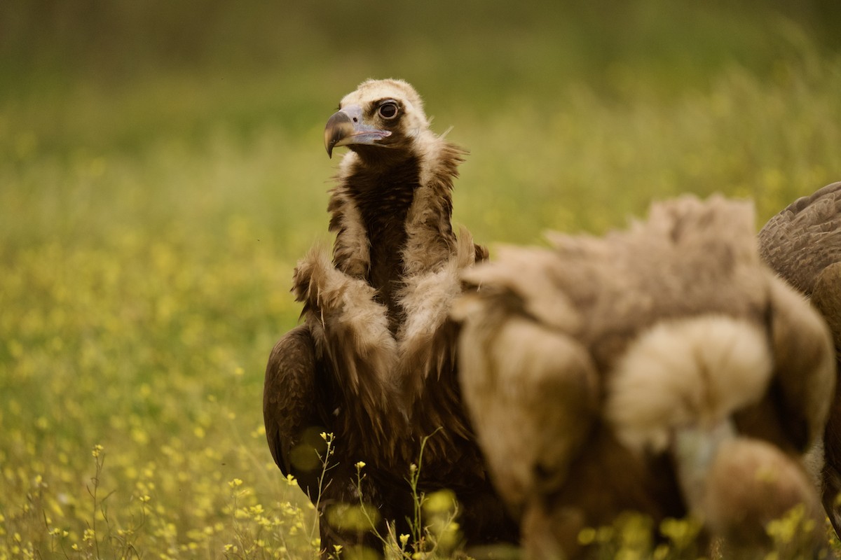 Cinereous Vulture - ML617146694