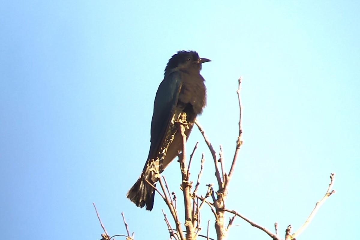 Square-tailed Drongo-Cuckoo - ML617146709