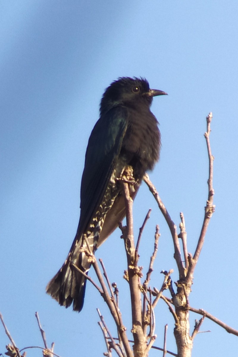 Square-tailed Drongo-Cuckoo - ML617146710