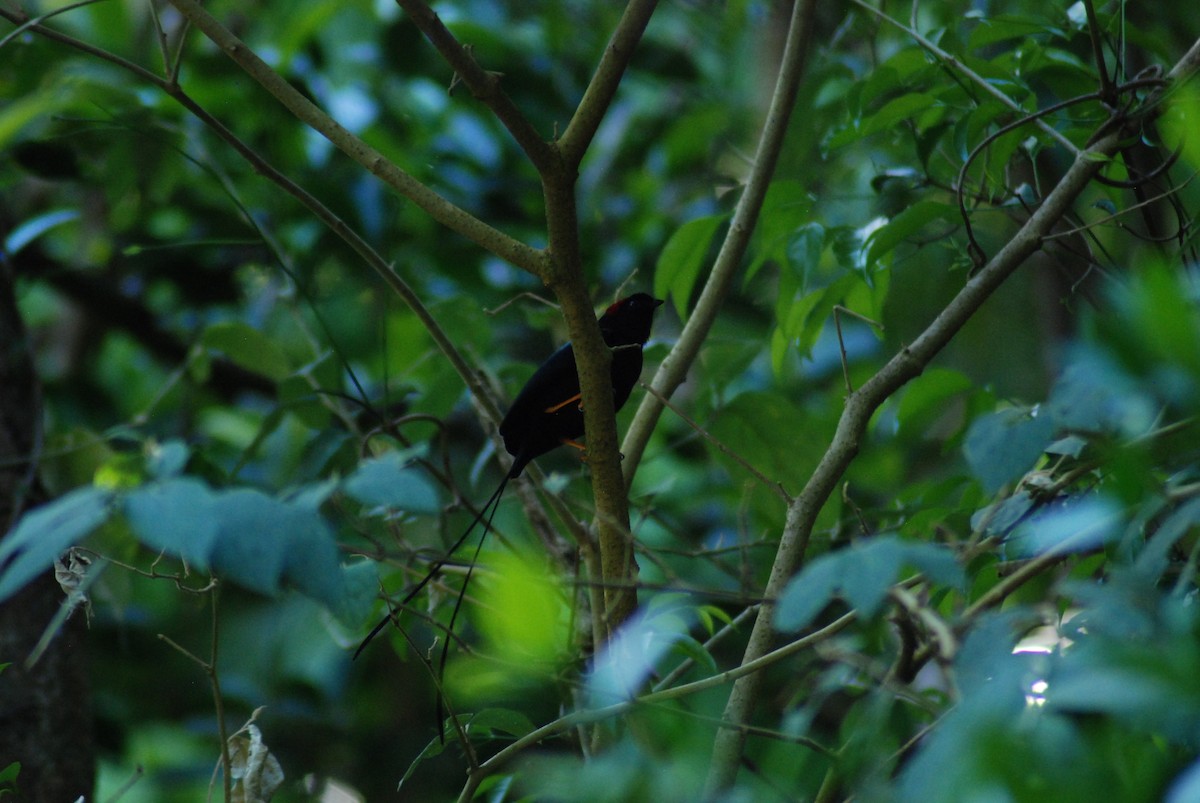 Long-tailed Manakin - Nick Kowalske