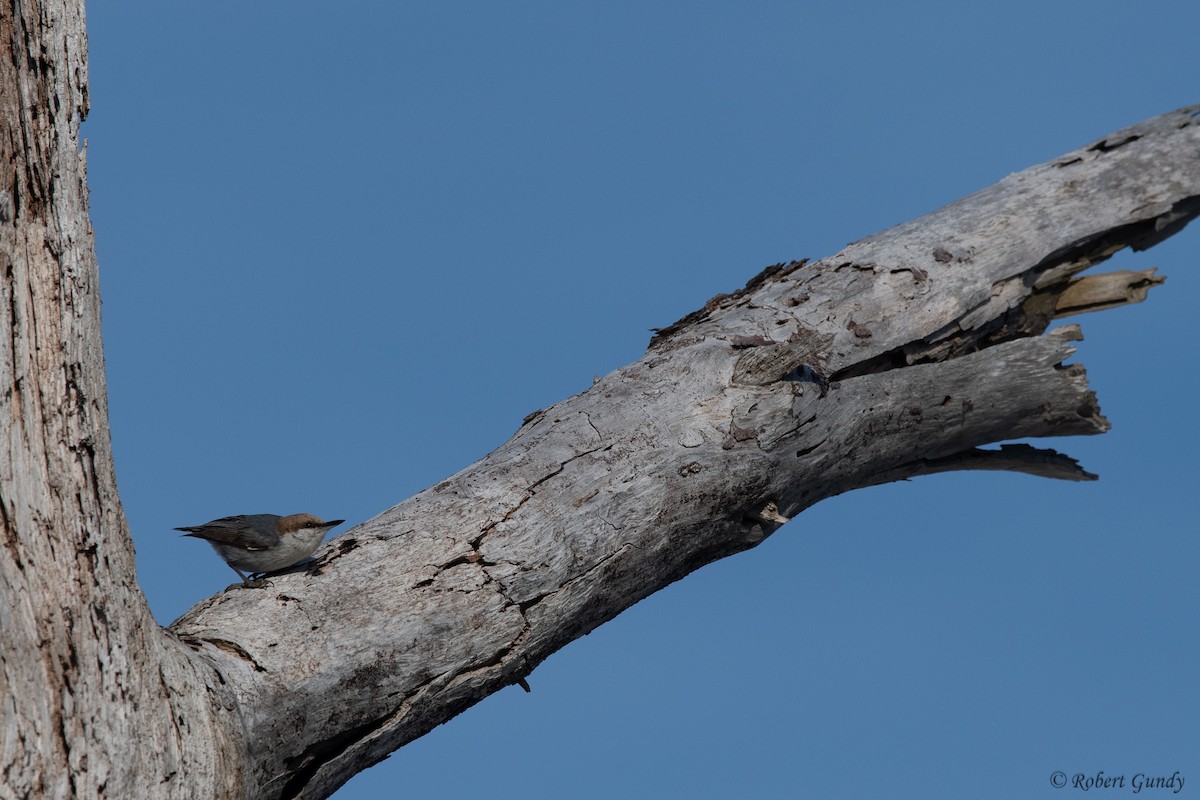 Brown-headed Nuthatch - ML617146785