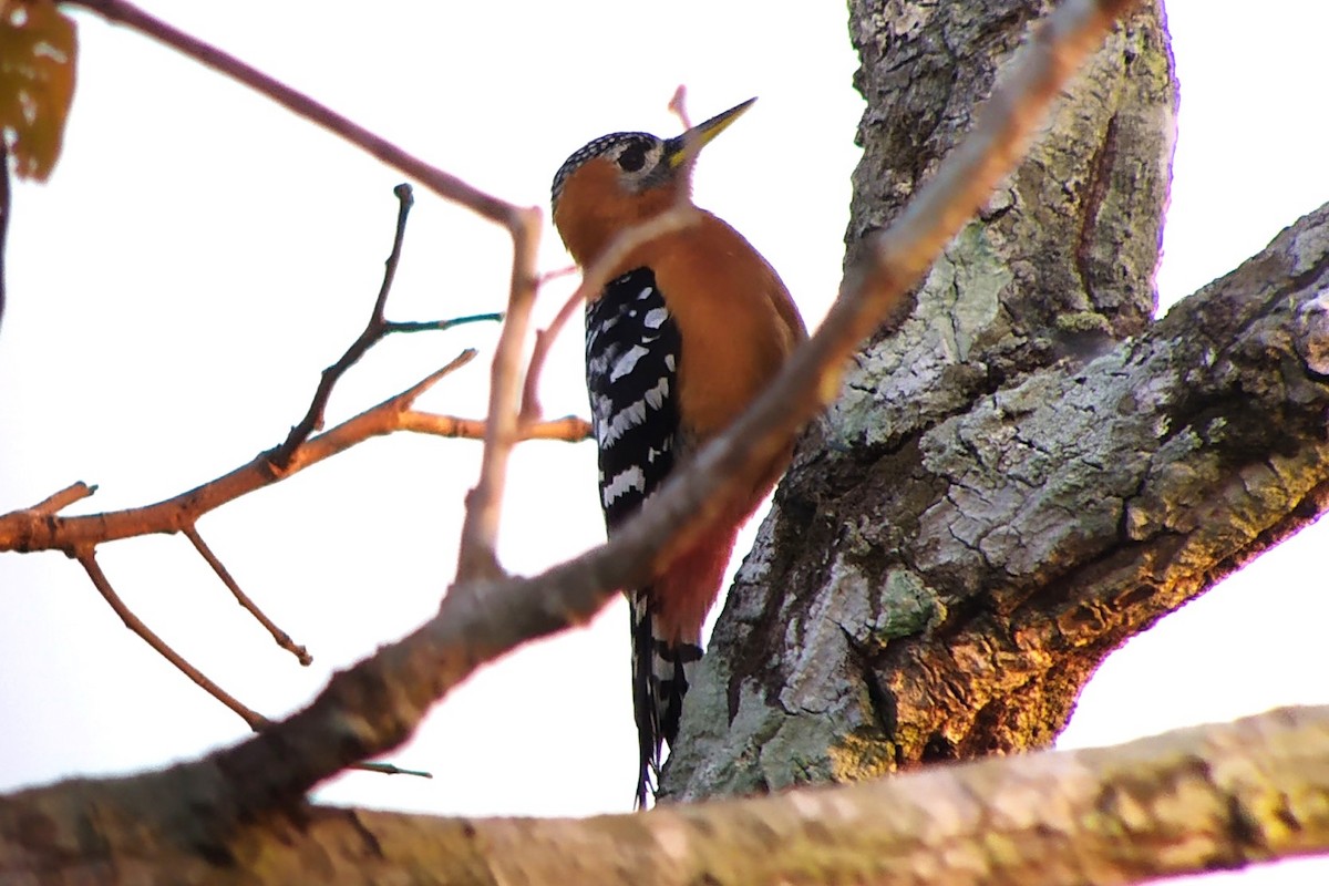 Rufous-bellied Woodpecker - ML617147161