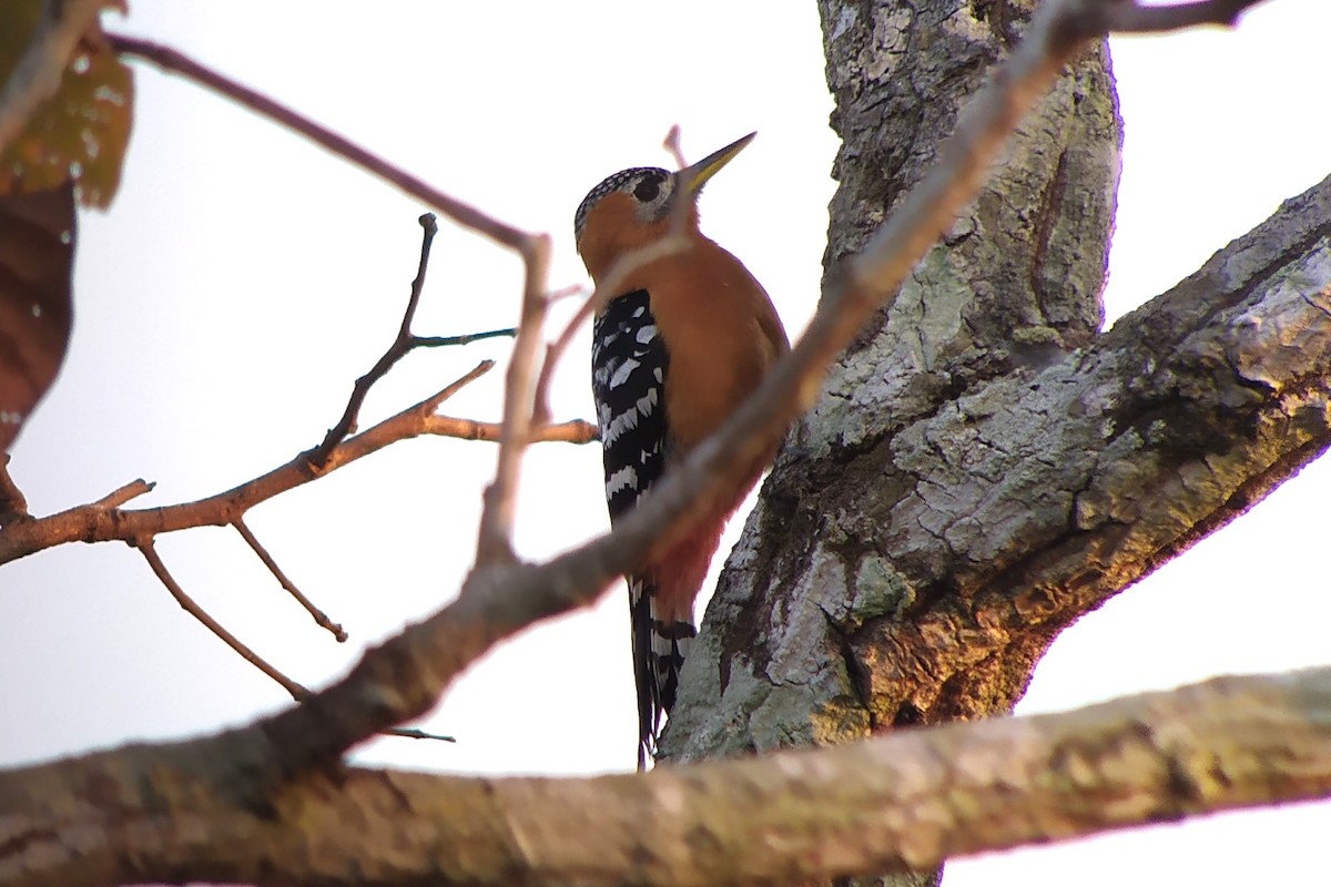Rufous-bellied Woodpecker - ML617147162