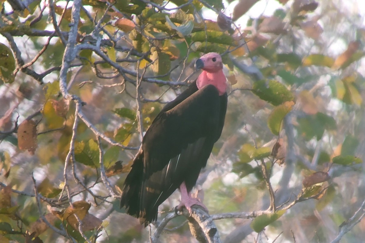 Red-headed Vulture - Alain Rouge