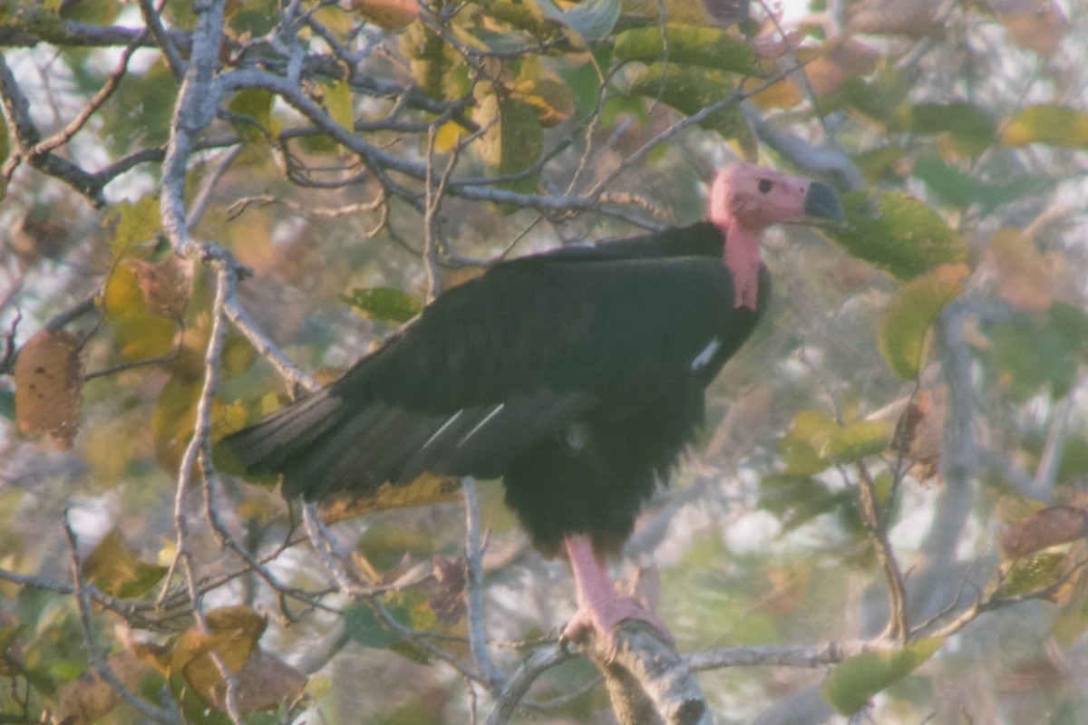 Red-headed Vulture - ML617147196