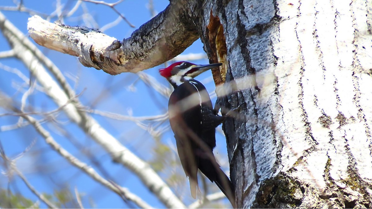 Pileated Woodpecker - Ian Lynch