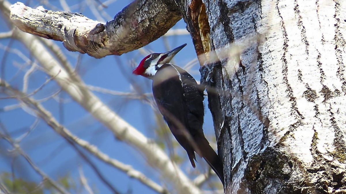 Pileated Woodpecker - Ian Lynch