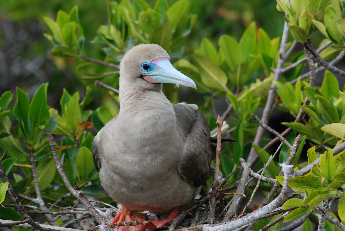 Red-footed Booby - Nick Kowalske