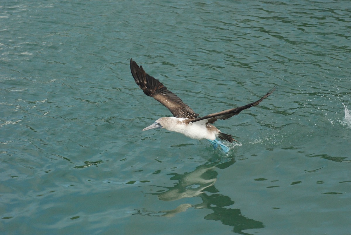 Blue-footed Booby - ML617147458