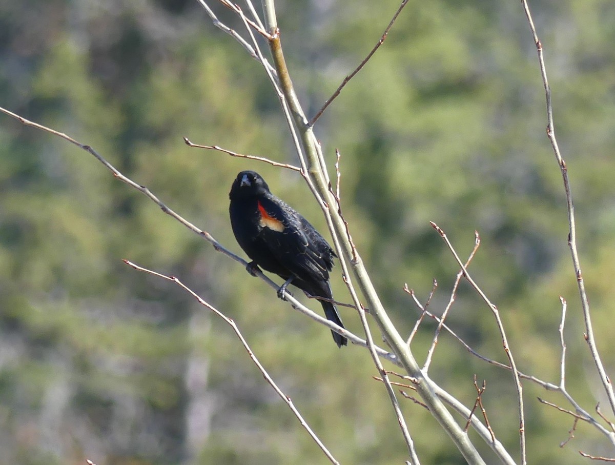 Red-winged Blackbird - Jacynthe Fortin