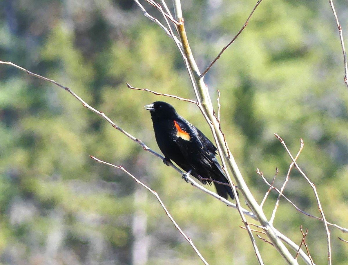 Red-winged Blackbird - ML617147516