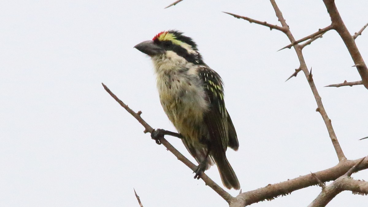 Red-fronted Barbet - ML617147525
