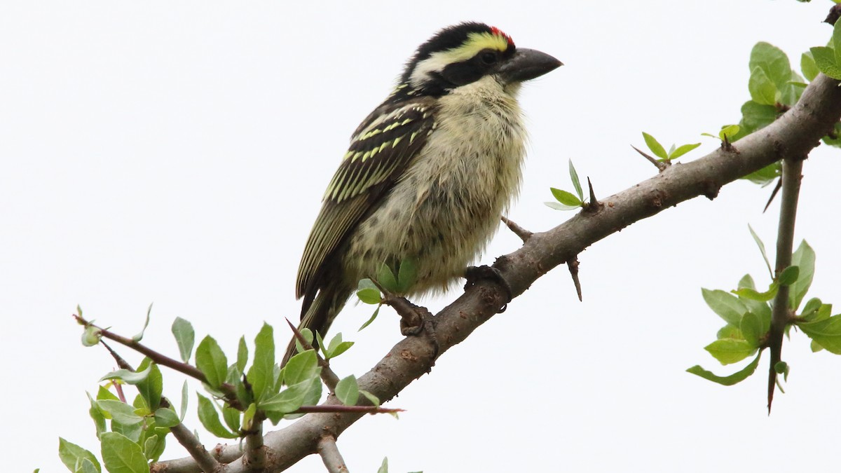 Red-fronted Barbet - ML617147528