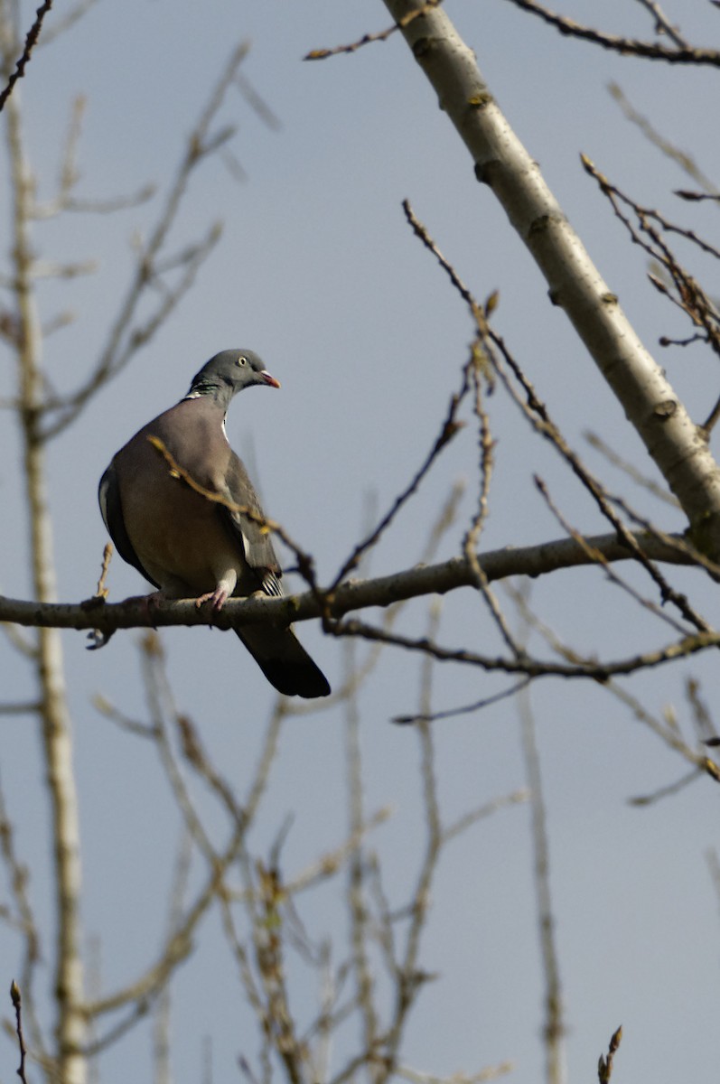 Common Wood-Pigeon - ML617147570