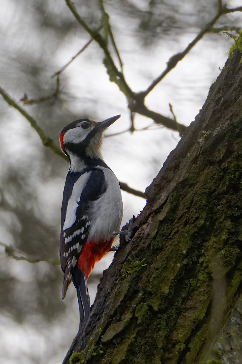 Great Spotted Woodpecker - ML617147577
