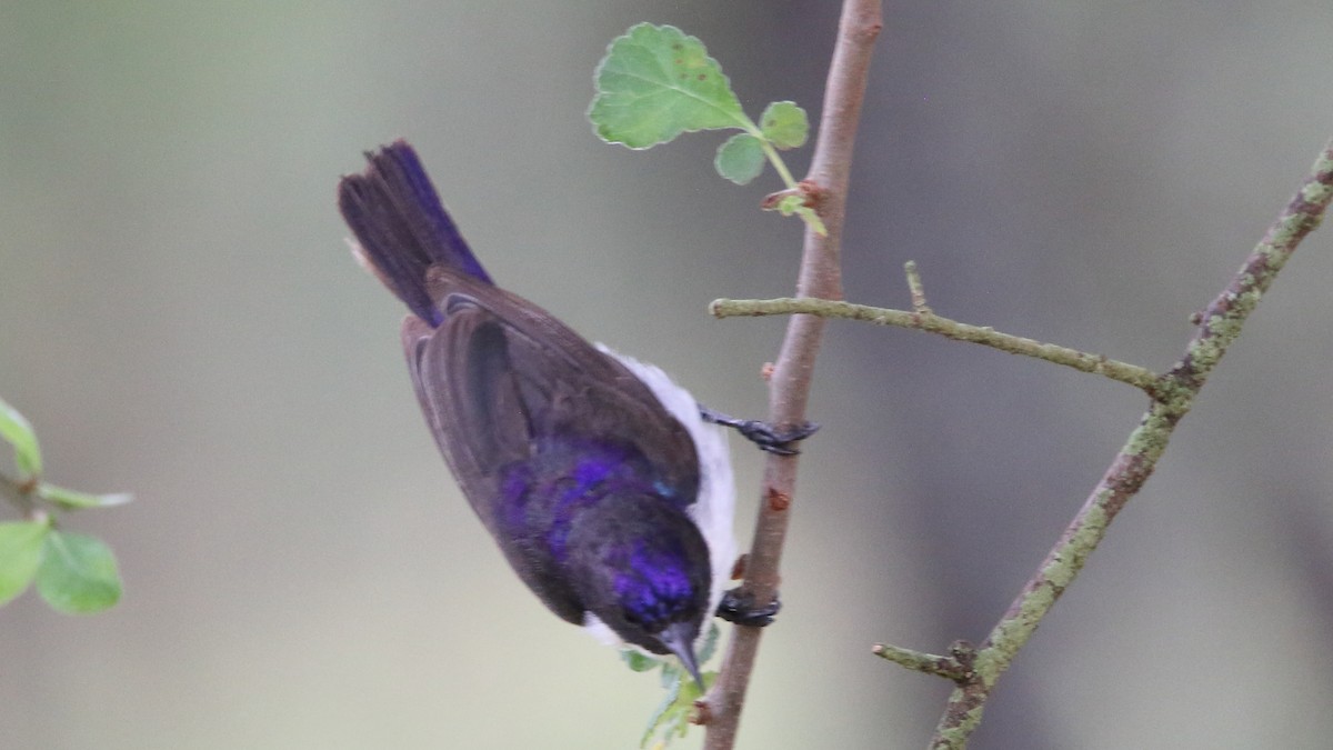 Eastern Violet-backed Sunbird - ML617147642