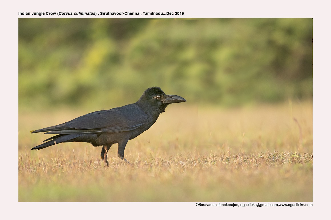 Large-billed Crow (Indian Jungle) - ML617147732