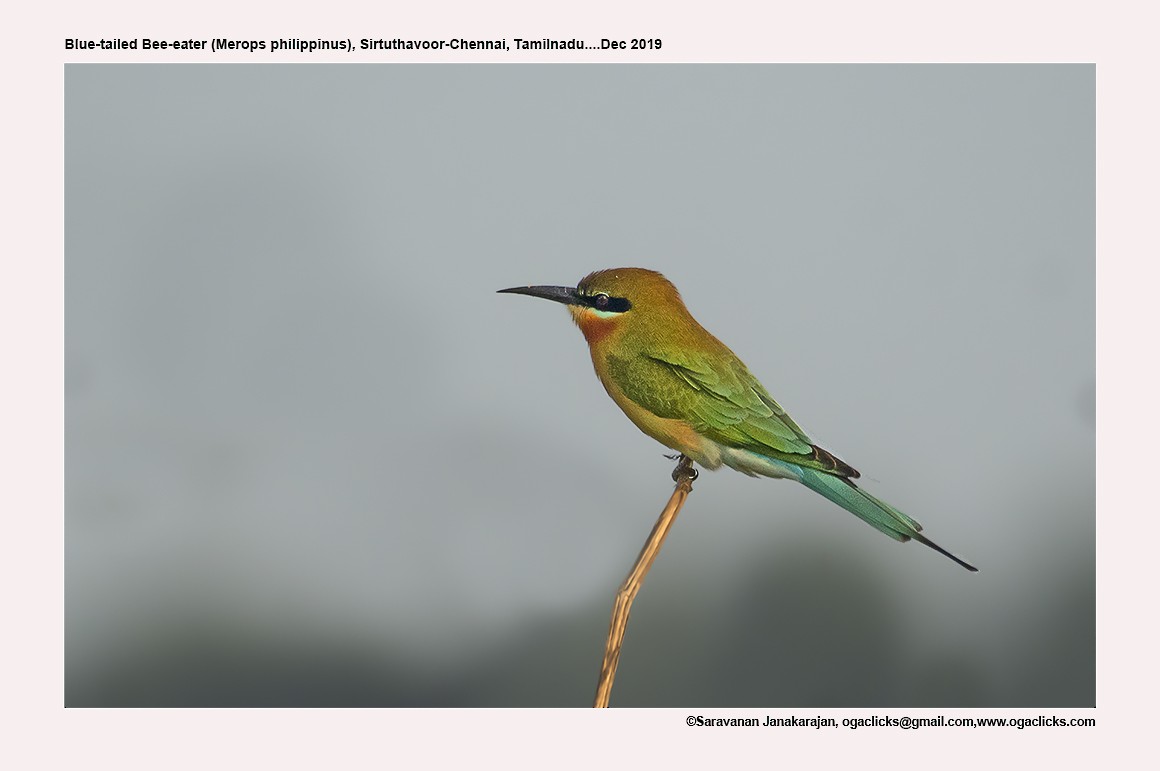 Blue-tailed Bee-eater - ML617147739