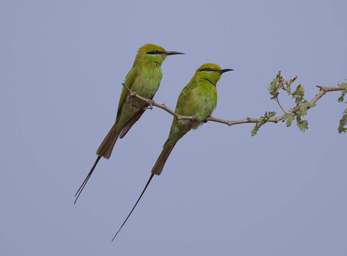 African Green Bee-eater - Javier Train Garcia