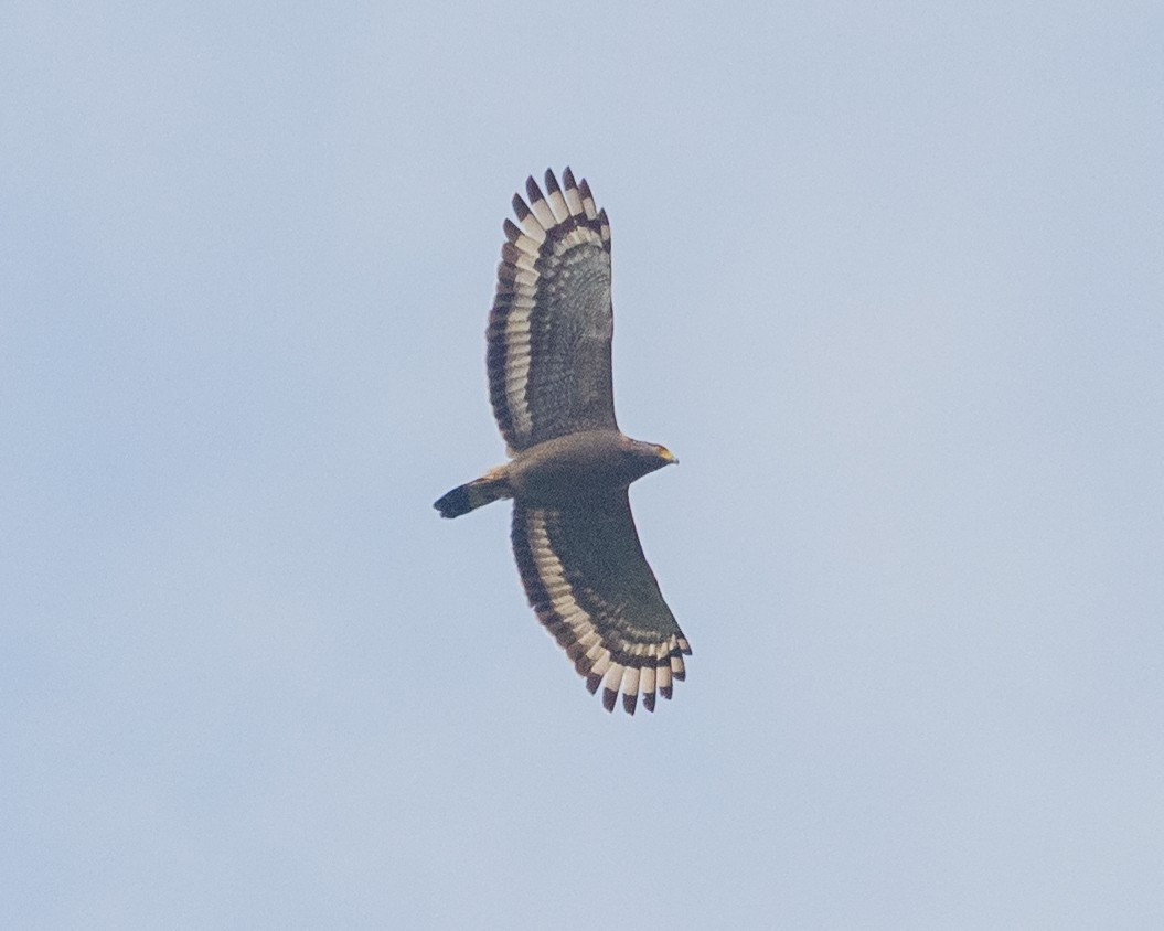 Crested Serpent-Eagle - ML617147922