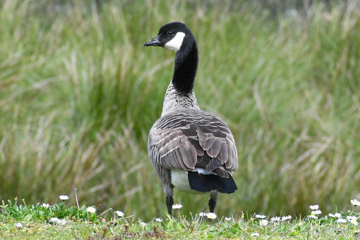 Cackling Goose (Aleutian) - ML617147927