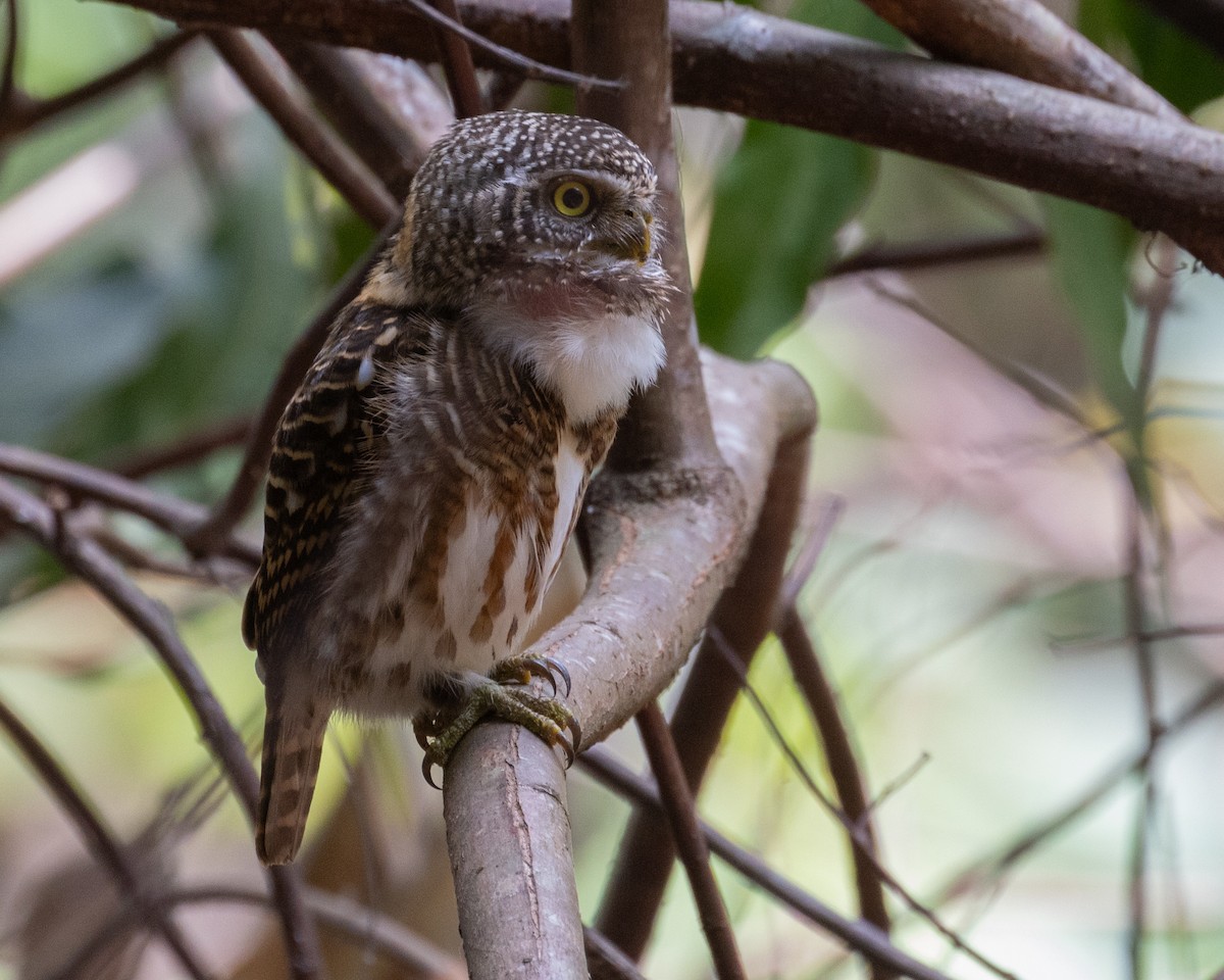Collared Owlet - Dixie Sommers