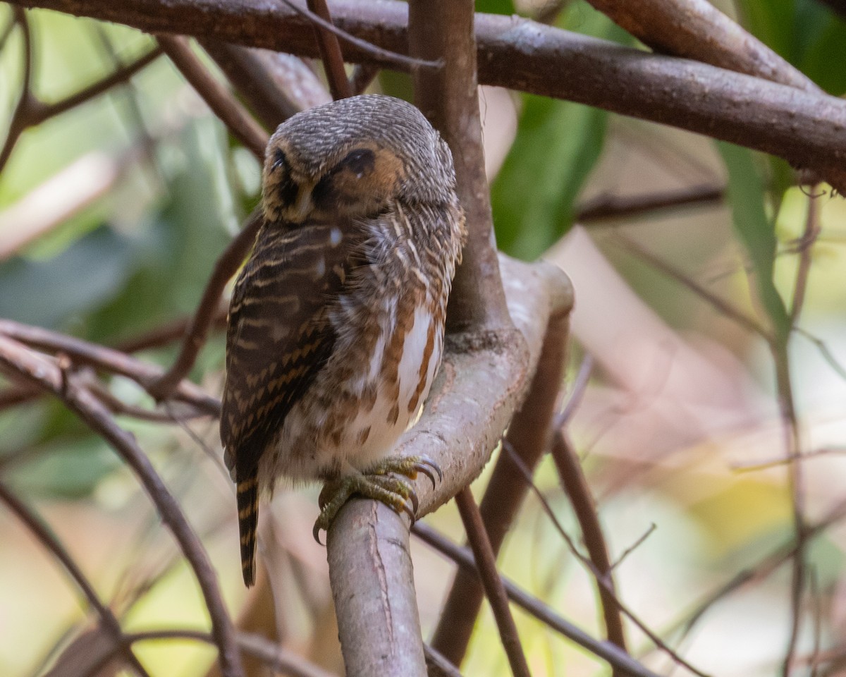 Collared Owlet - Dixie Sommers