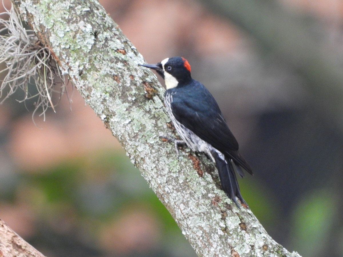 Acorn Woodpecker (Acorn) - ML617147931