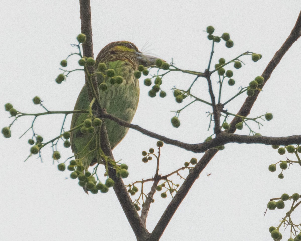 Green-eared Barbet - Dixie Sommers