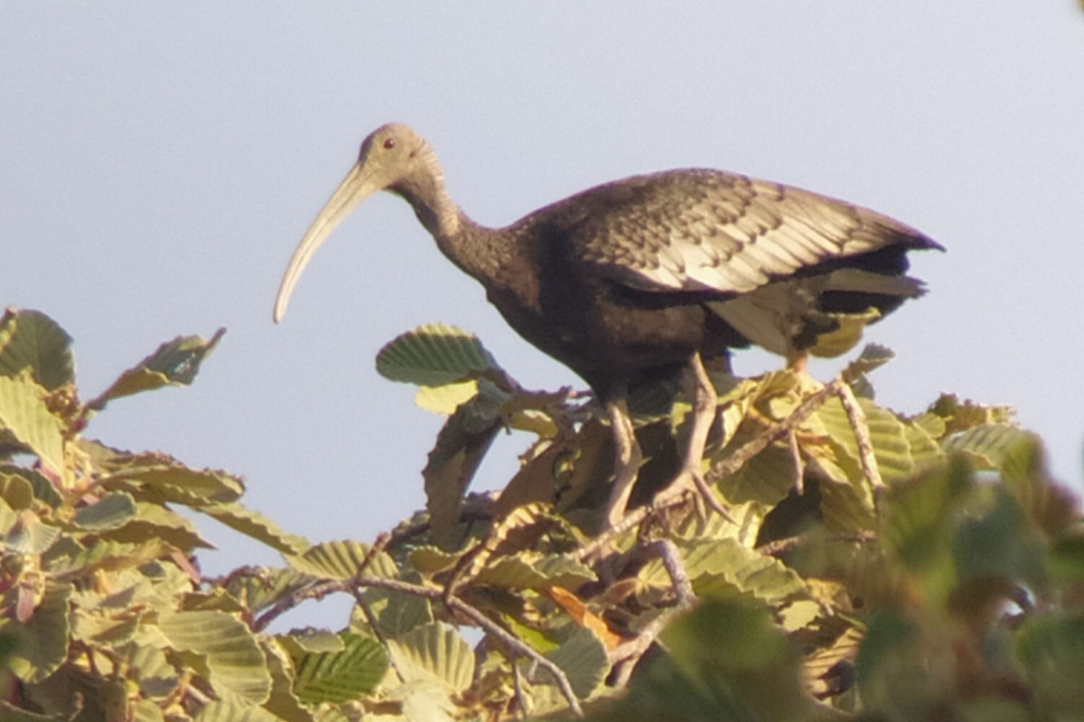 ibis obrovský - ML617148144