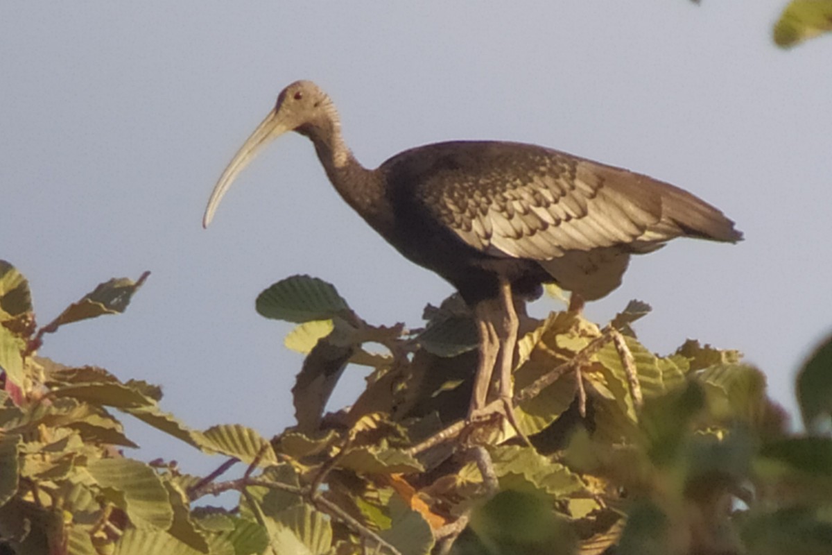ibis obrovský - ML617148196