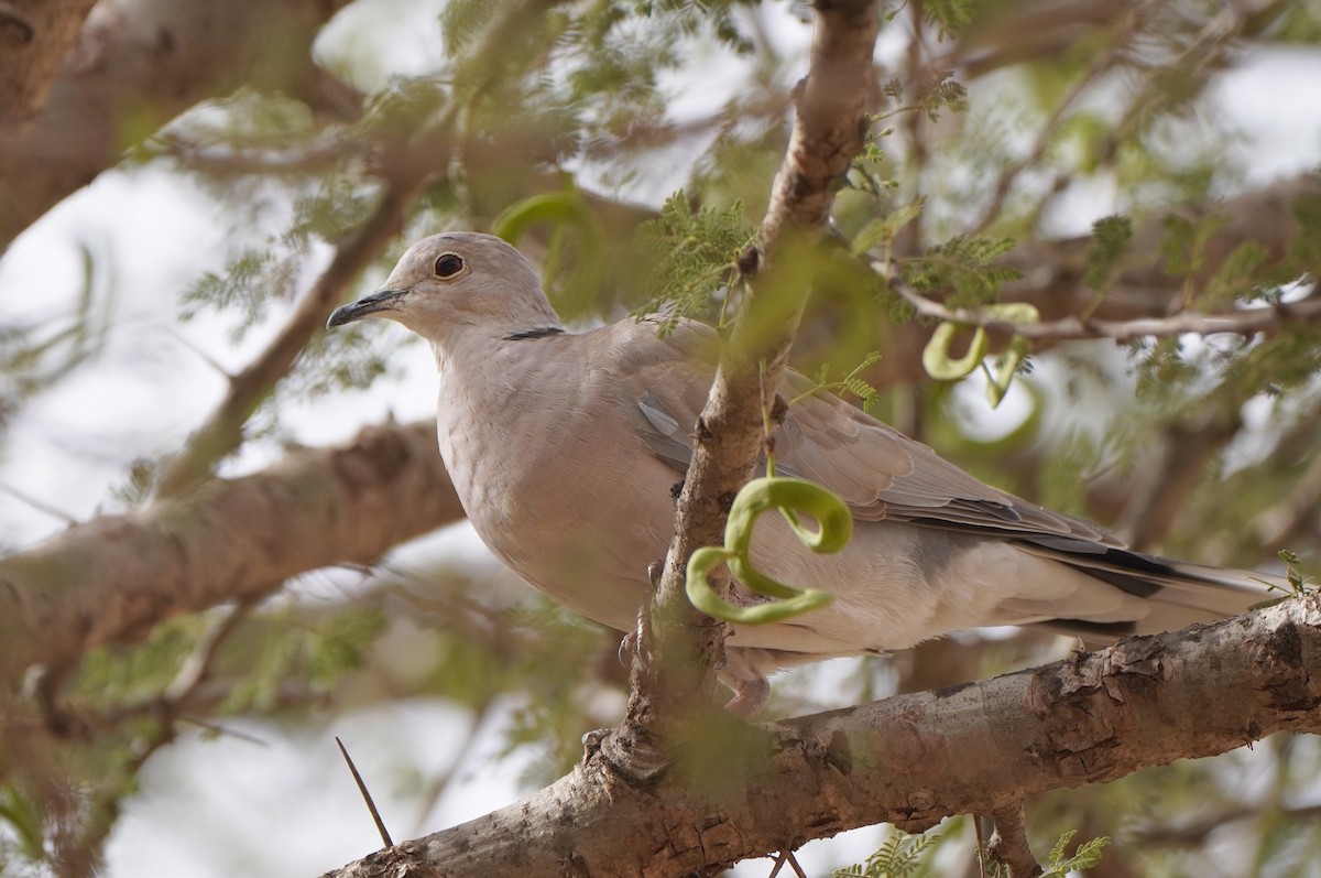 African Collared-Dove - ML617148218