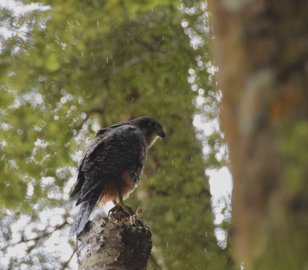 New Zealand Falcon - Nick Kowalske