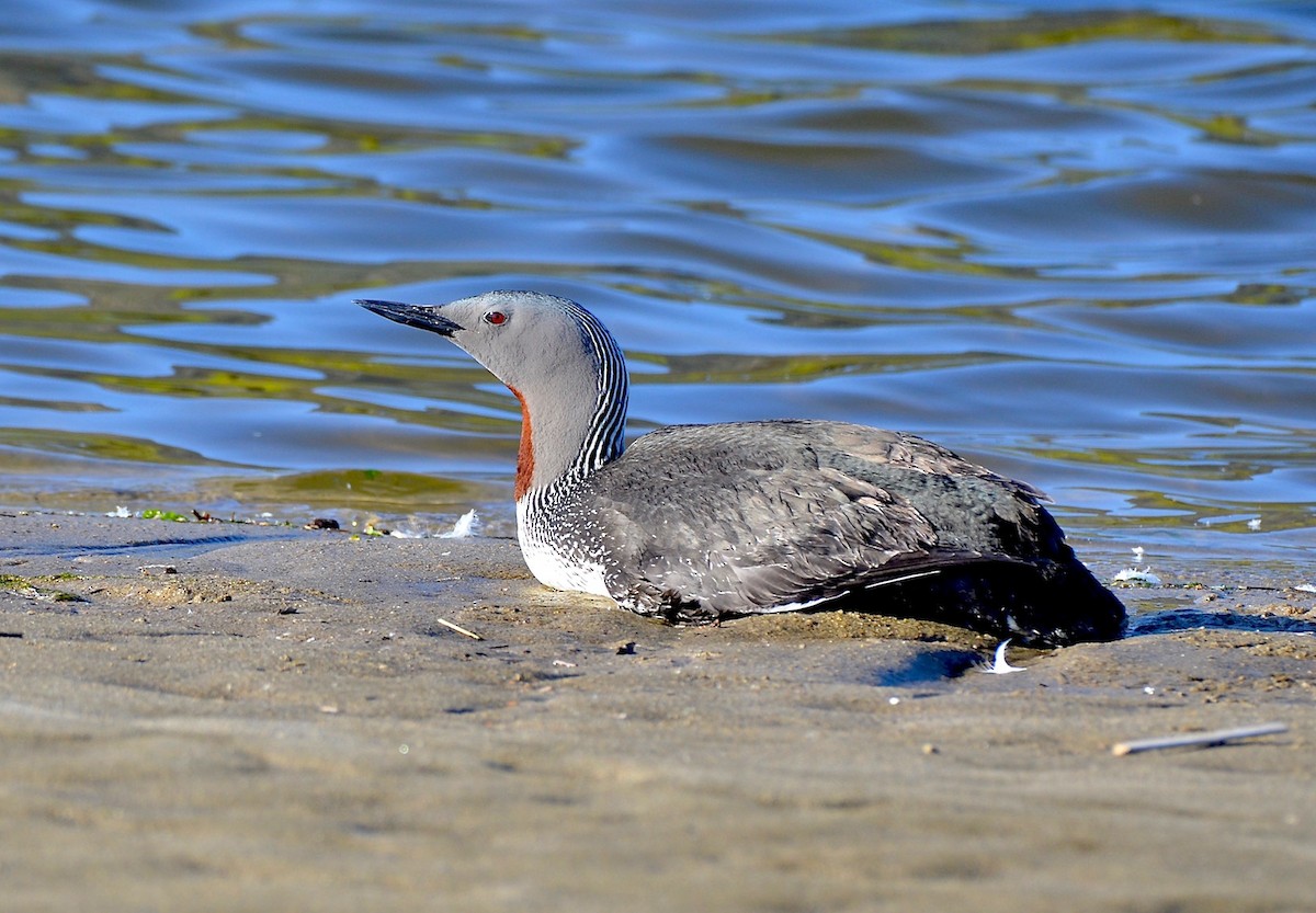 Red-throated Loon - ML617148323