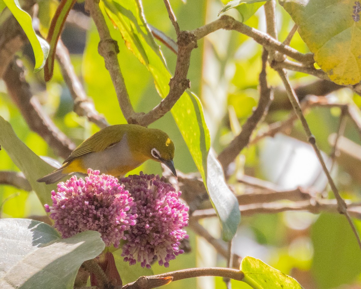 Hume's White-eye - Dixie Sommers
