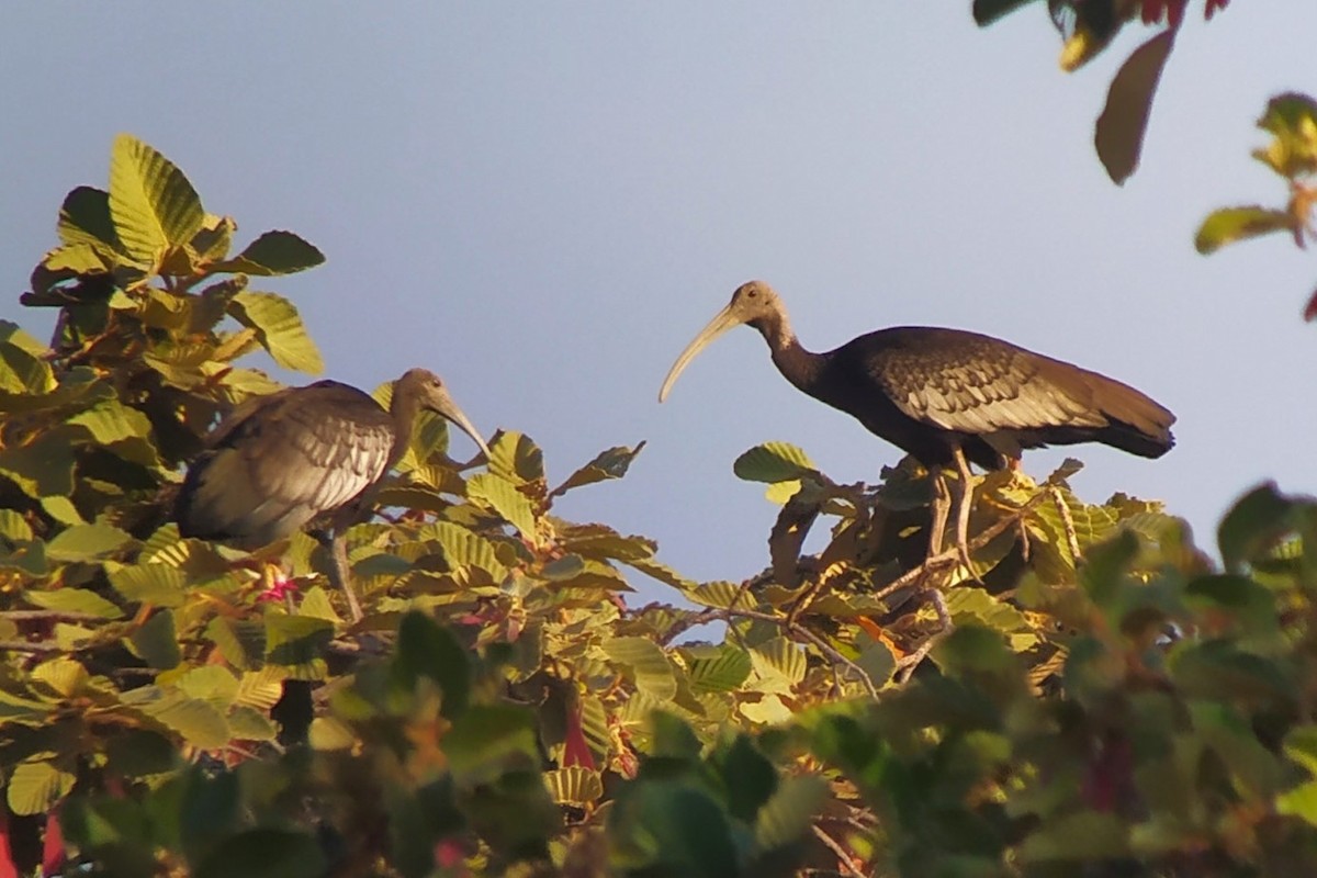 ibis obrovský - ML617148410